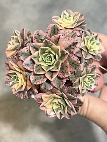 Эониум Бронзе Медаль d6