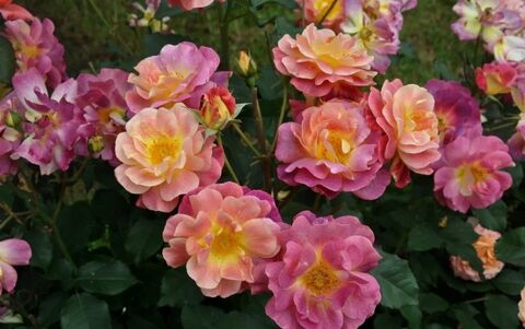 Приёр де Сан-Косм (Prieure De St Cosme)