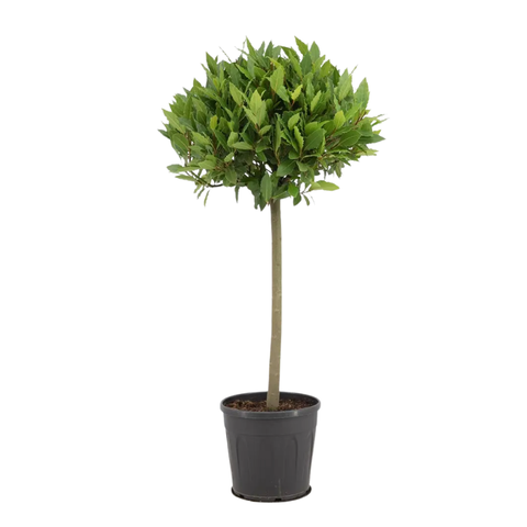 Лавр (штамб)