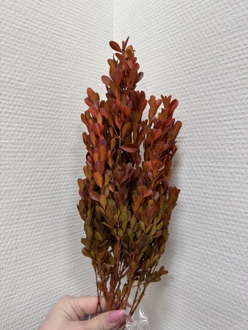 Самшит стабилизированный Осенняя листва