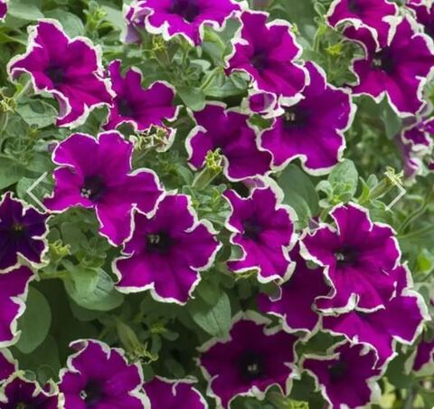 Петуния Fanfare Eclipse