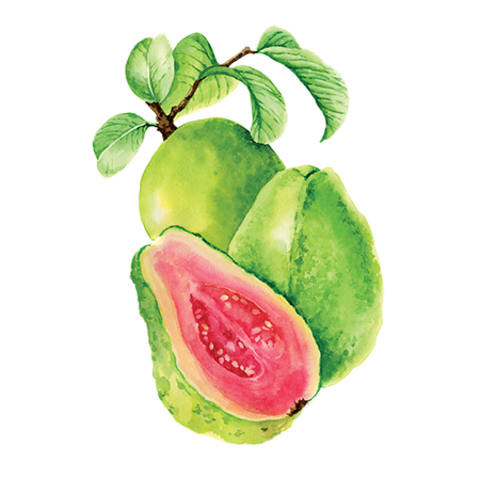 Сироп Гуава ProffSyrup