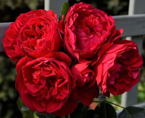 Флорентина (Florentina)