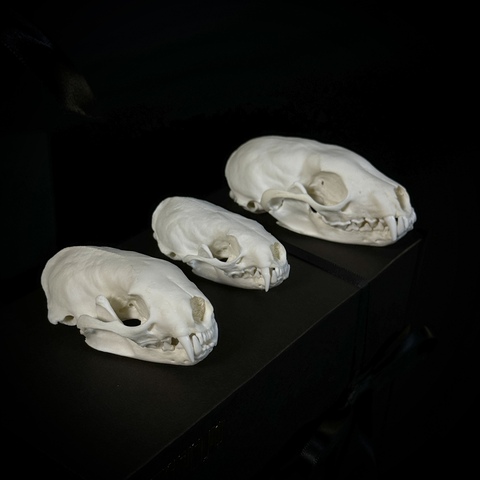 Куньи - трио