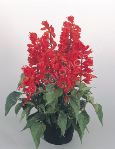 S6709 Сальвия splendens Salvano 5шт.
