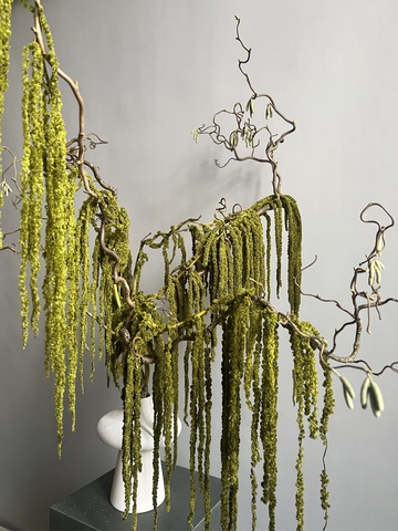 Амарант стабилизированный зеленый