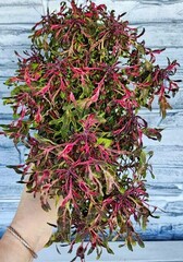 Джин колеус КСР