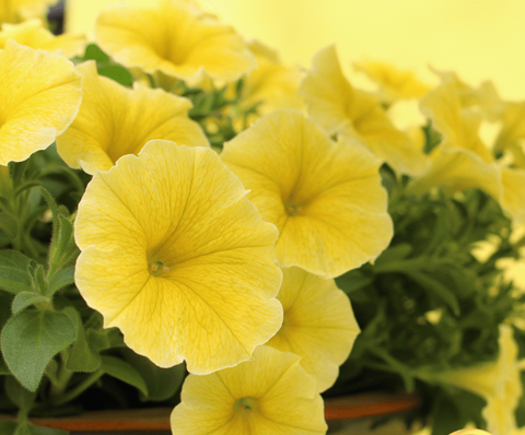 32565 Петуния Bee’s Knees Yellow (Весна 2026)