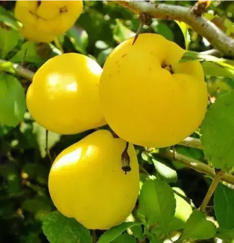 Хеномелис (айва декоративная)