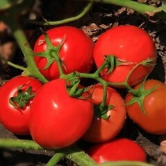 Велоз F1 семена томата полудетерминантного (Seminis / Семинис)