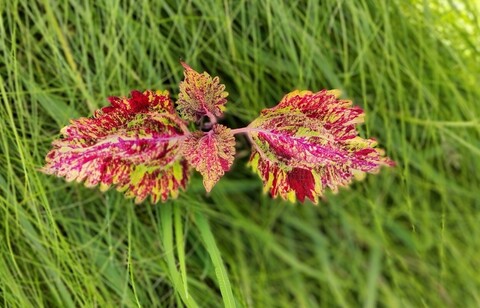 Звуковая галерея ТМ колеус КСР