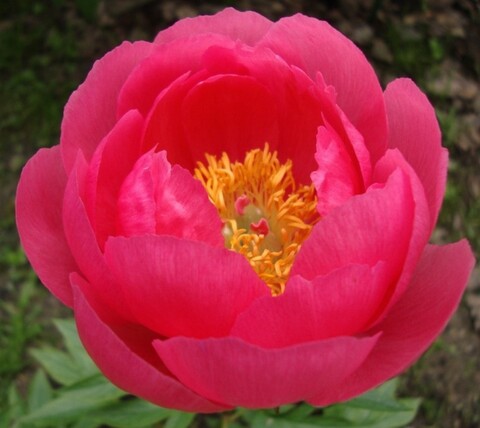 Пион межвидовой гибрид Цитерия