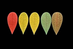 Силиконовый молд 