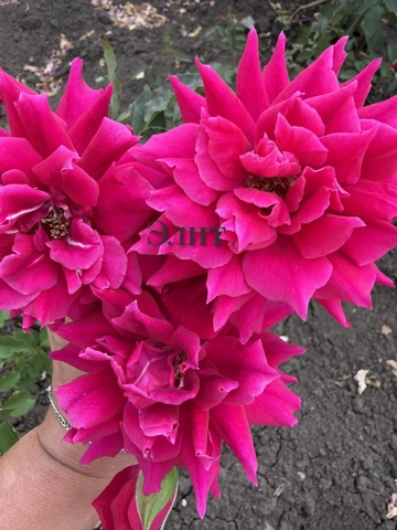 Альцина( Alcina)