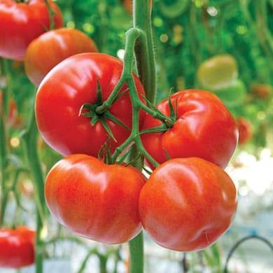 Красный Форонти F1 семена томата индетерминантного (De Ruiter Seeds / Де Ройтер Сидс) Форонти_.jpg