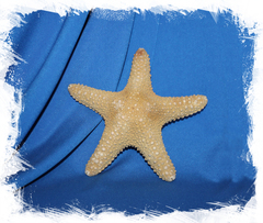 Морская звезда Астеродискус 15-17 см.