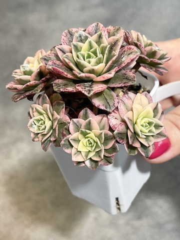 Эониум Бронзе Медаль d6