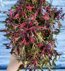 Джин колеус КСР