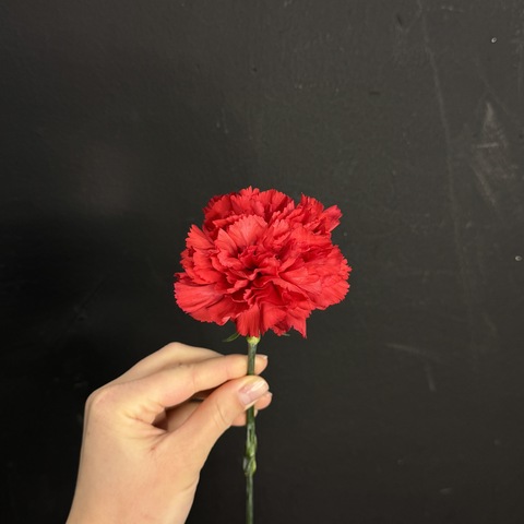 Гвоздика красная 60 см / 1 шт