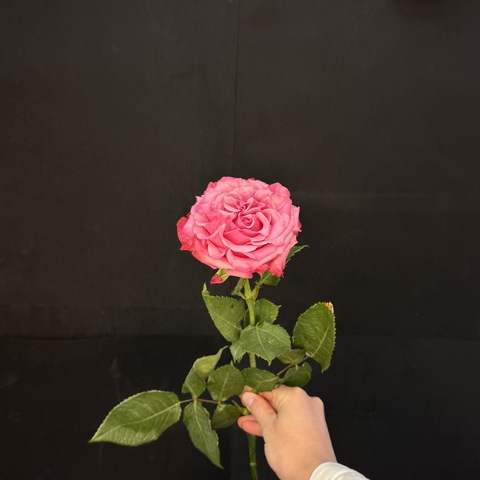 Роза Кантри Блю / 1 шт