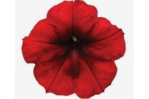 32532 Петуния FA Electric Red (Весна 2026)