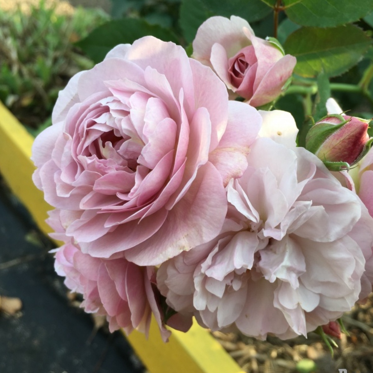 Роза флоренс делатре фото и описание