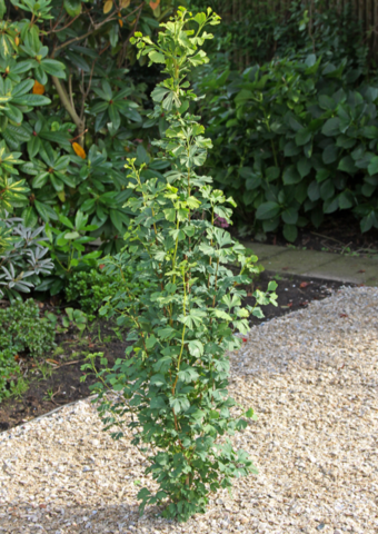 Гинкго ginkgo menhir