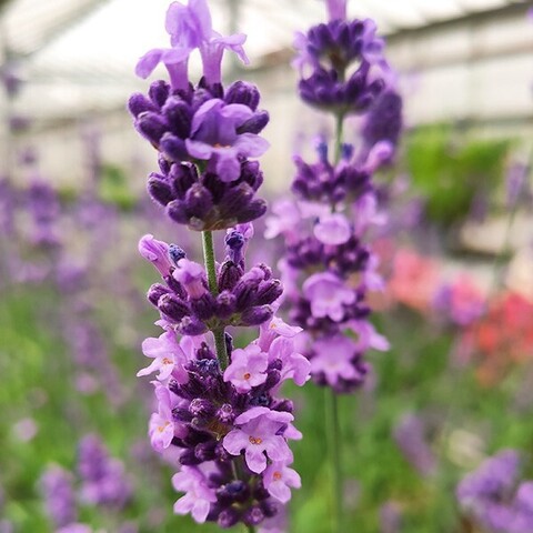 S4420 Лаванда angustifolia Lovely Skyblue 5 шт.
