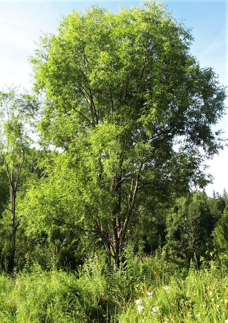 Ива росистая | Атлас × Растений