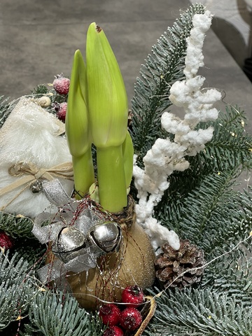 Композиция с амариллисом