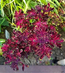 Гранатовые бусы LO колеус КСР