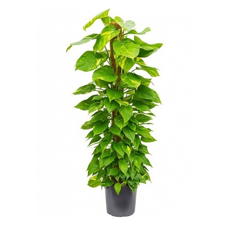 Эпипремнум