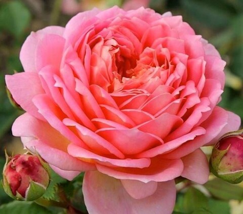 Роза английская Джубили Селебрейшн