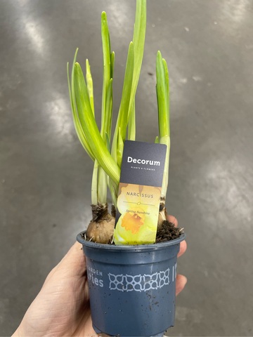 Нарцисс Spring Sunshine