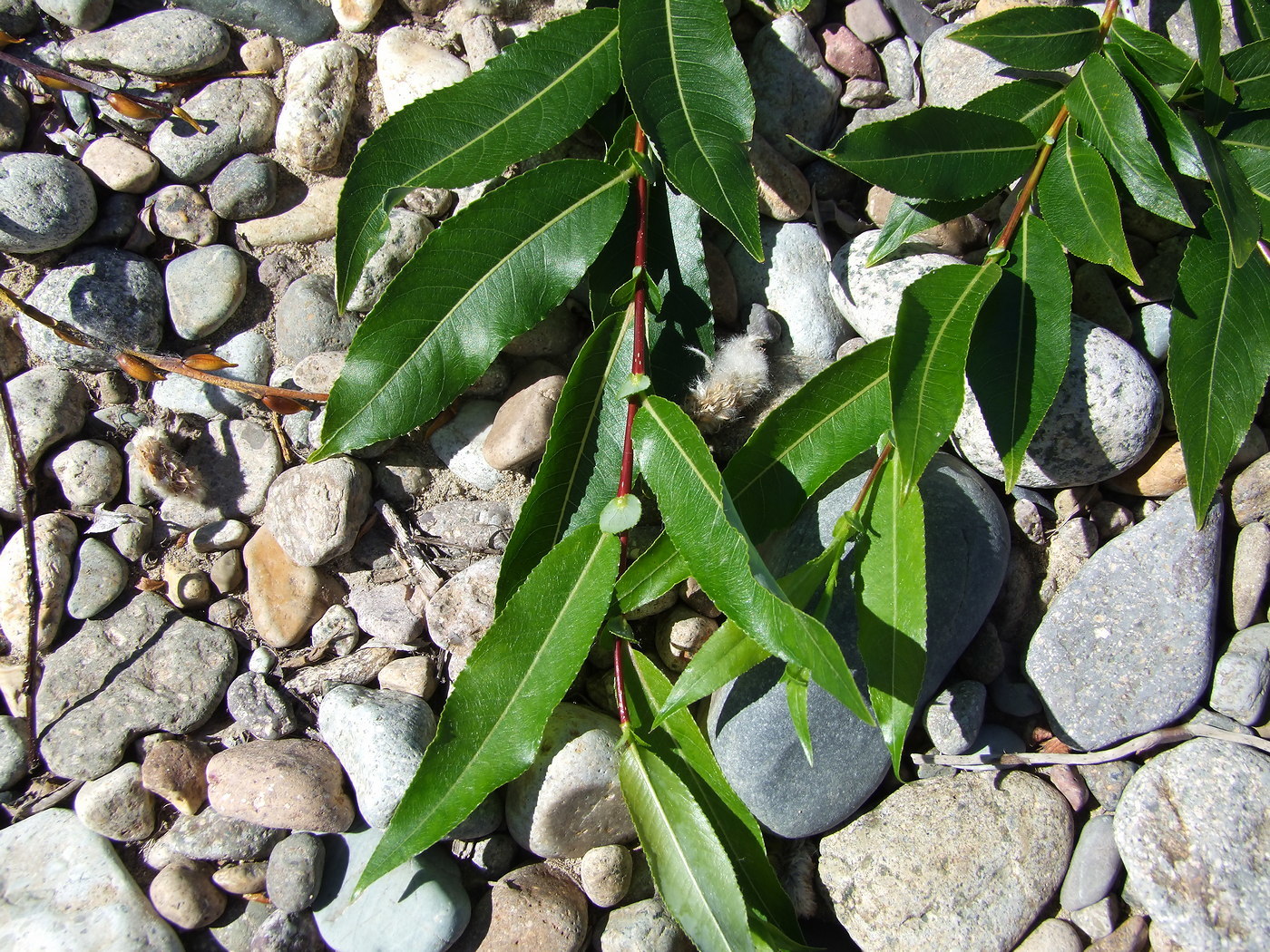 Ива росистая | Атлас × Растений