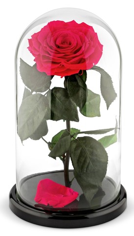 Вечная роза в стеклянной колбе фуксия (Люкс)