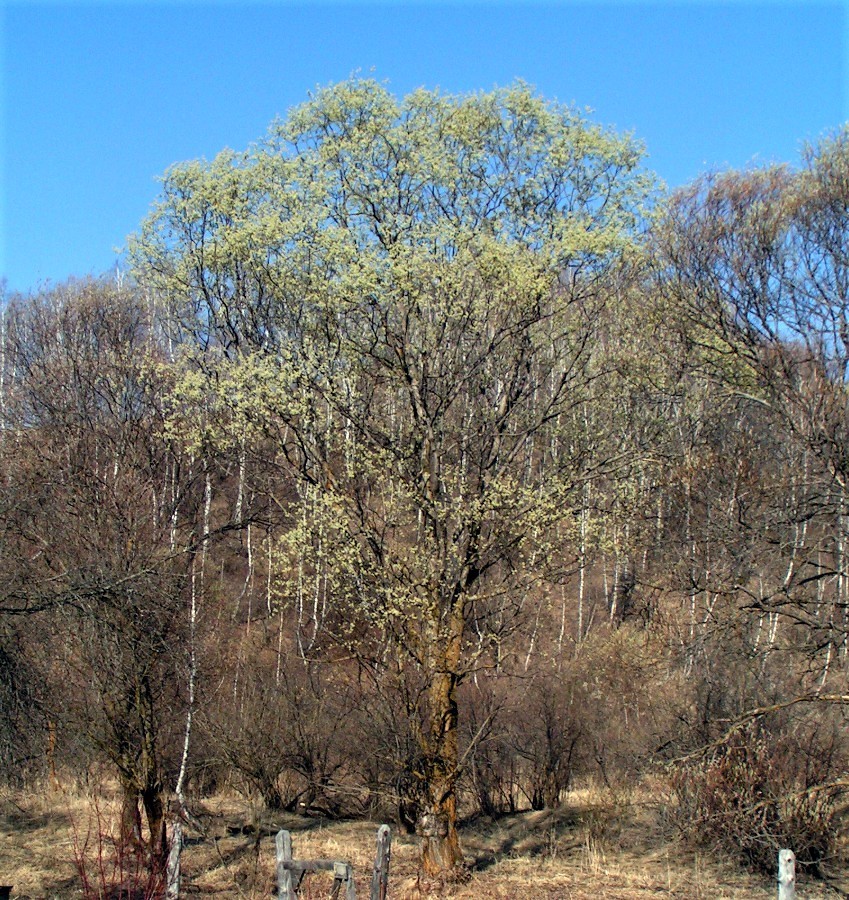 Ива росистая | Атлас × Растений