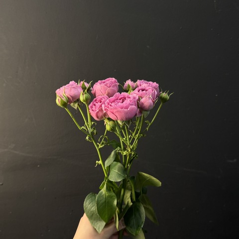 Кустовая Роза Mystic Bubbles, 1шт (ветка)