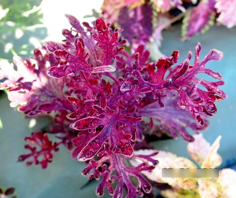 Зимний вечер ТТ колеус КСР