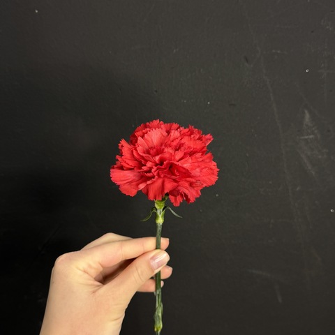 Гвоздика красная 60 см / 1 шт