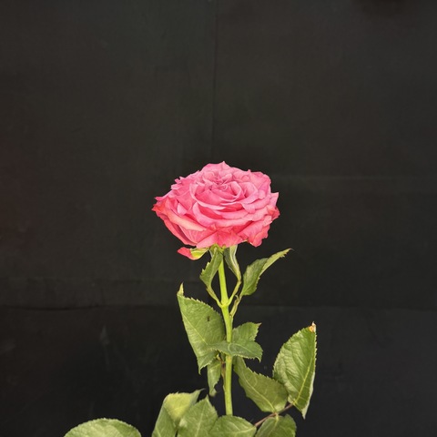 Роза Кантри Блю / 1 шт