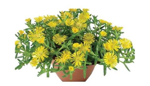 37118 Делосперма SANDGEM Yellow (Весна 2026)