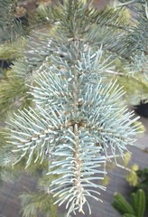 Teofrast Пихта одноцветная Виолацея Abies Concolor Violacea