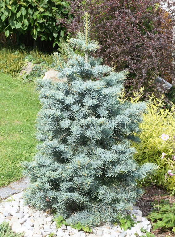 Пихта одноцветная Виолацея Abies Concolor Violacea