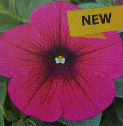 32261 Петуния FORTADO SPECIAL HOT PINK (ВЕСНА 2025)