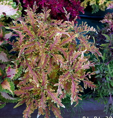 Рыжая бестия колеус