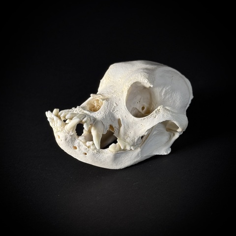 Череп собаки