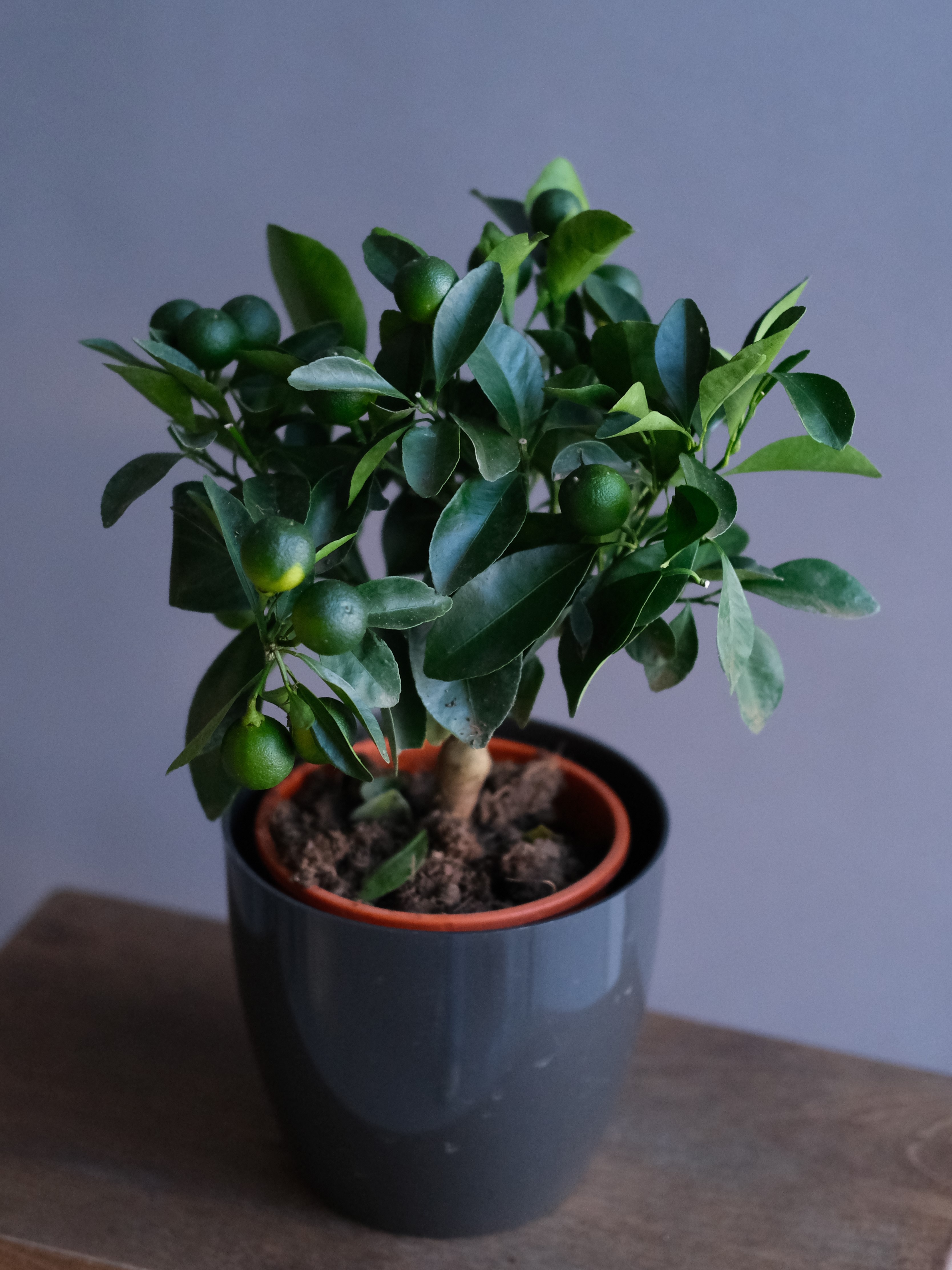 Цитрофортунелла Каламондин штамбовая (D-12)