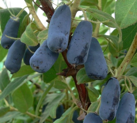 Жимолость Ленинградский великан