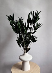 Ветки цитрусового дерева зеленые